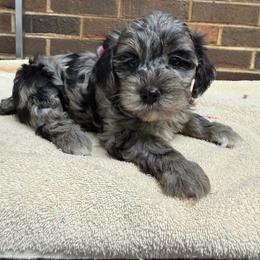 Sky - Merle female Yorkipoo puppy in Henderson, North Carolina from Dorans Danes and Doodles