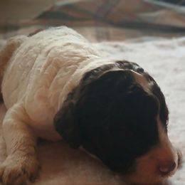Treasure - Cream male Labradoodle puppy in Evansville, Indiana from Annie's Doghouse, Doodles and Poodles