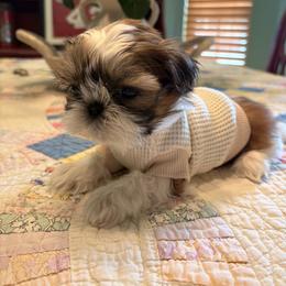Bruno - Red and white male Shih Tzu puppy in Dallas, Texas from Heart and Soul Shih Tzu