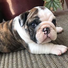 Fairway RedOrange - Red and white male Bulldog puppy in Laurel, Montana from Bull Mountain Bulldogs
