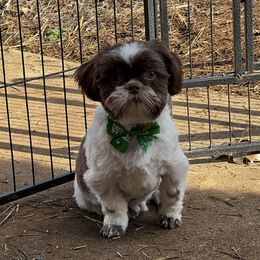 Miko - Shih Tzu