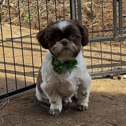 Miko - Shih Tzu