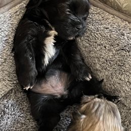 Havanese Puppies from Beota Havanese