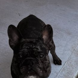 Bernedoodles, French Bulldogs, Miniature Pinschers, and Poodles from French Pinsch Mi Doodle Kennels