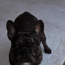 Bernedoodles, French Bulldogs, Miniature Pinschers, and Poodles from French Pinsch Mi Doodle Kennels