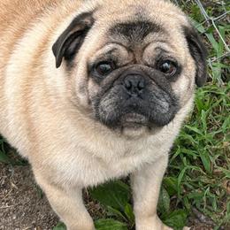 Albert - Pug