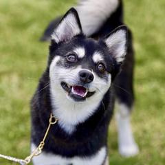 Emmi - Alaskan Klee Kai