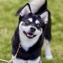 Emmi - Alaskan Klee Kai
