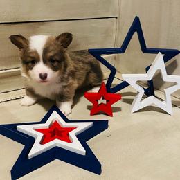 Konrad - Blue male Pembroke Welsh Corgi puppy in Cashion, Oklahoma from Shabby Chic Corgis