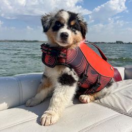 Australian Shepherd Puppies from Badlands Australian Shepherds