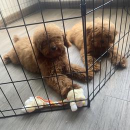 Poodle Puppies from B&BPoodlePalace
