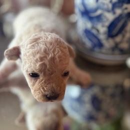 Curly - Apricot female Maltipoo puppy in Wendell, North Carolina from Teddys Teddy Bears