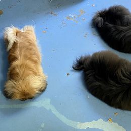 Cardigan Welsh Corgi and Pekingese Puppies from Patrick Ormos' Corgis and Pekingese