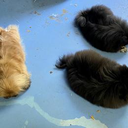 Cardigan Welsh Corgi and Pekingese Puppies from Patrick Ormos' Corgis and Pekingese