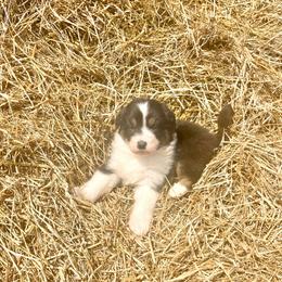 Goose - with tail - Black tri-color female Australian Shepherd puppy in Kentland, Indiana from Pine Grove Aussies