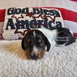 Garrett smooth Black and tan pie male - Black and tan male Dachshund puppy in Herald, California from Bluegum Dachshunds