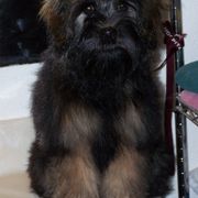 Lowchen Puppies from Guylyne
