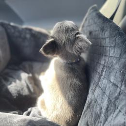 French Bulldog Puppies from Grand Star Bulldogs