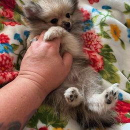 Pomeranian Puppies from Patricia's Pomeranians