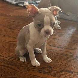 Girl 4 - Boston Terrier puppy from Bill's Boston Babies