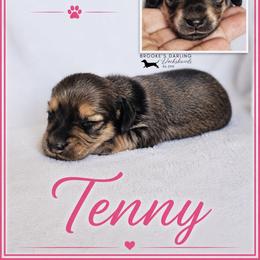 Tenny - Cream female Dachshund puppy in Ohio from Brooke's Darling Dachshunds