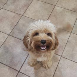 Ruby - Cavapoo