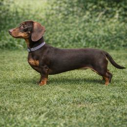Farrah - Dachshund