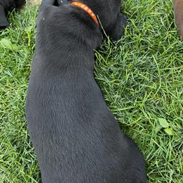 Labrador Retriever Puppies from Whispering Valley Labs