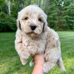 Roman Candle - Yellow and white male Bernedoodle puppy in Midland, Michigan from Northern Charm Farm