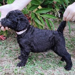 Poodle Puppies from GYCAM STANDARD POODLE