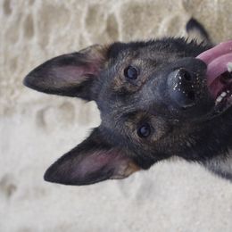 German Shepherds from Diamond Peak German Shepherds