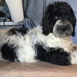 "Parti Male" Australian Labradoodle Puppies from Whimsical Labradoodles