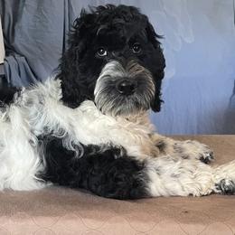 "Parti Male" Australian Labradoodle Puppies from Whimsical Labradoodles
