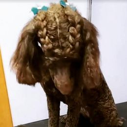 Poodle All Grown Up from Yanky Dandy Doodles