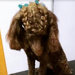 Poodle All Grown Up from Yanky Dandy Doodles