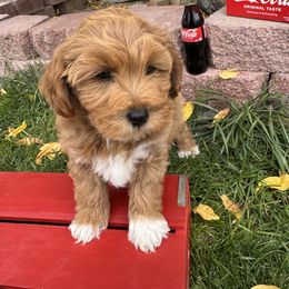 Peta - Red  male Goldendoodle puppy in Huntington, Utah from Krispydoodle