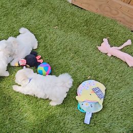 Maltese puppies from Norma T.'s Maltese