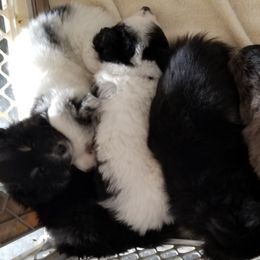 Pomskies from The Looking Glass Kennel