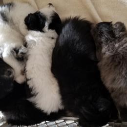 Pomskies from The Looking Glass Kennel