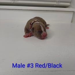 Red and Black Collar Male - Blue fawn male American Pit Bull Terrier puppy in Pensacola, Florida from Alpha Alliance Kennels