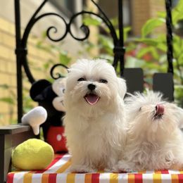Maltese Puppies from Leona's Maltese