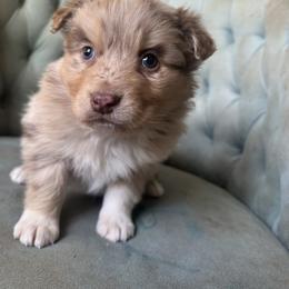 Girl 1 - Red merle female Australian Shepherd puppy in Bison, South Dakota from South Dakota Creekside Australian Shepherds