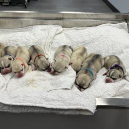 Female - Gray and white female Siberian Husky puppy in Prosper, Texas from Sibifox Siberians