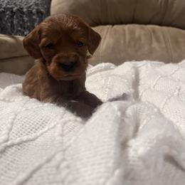 Ramsey - Red  male Goldendoodle puppy in Graham, North Carolina from Geise Meadow Doodles