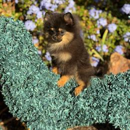 Keke - Black and tan female Pomeranian puppy in Stockton, California from Pommiepalace