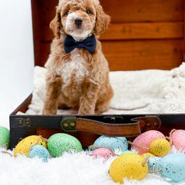 NC Doodle Puppies in Bryan, TX