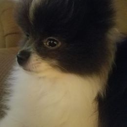 Pomeranian Puppies from Jacqueline's Pomeranians