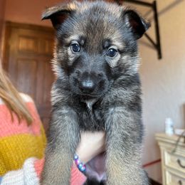 German Shepherd Puppies from Hohen Klippe German Shepherds