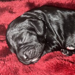 Andy - Black Cockapoo puppy in Fort Gibson, Oklahoma from Purser Puppy Patch
