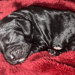 Andy - Black Cockapoo puppy in Fort Gibson, Oklahoma from Purser Puppy Patch